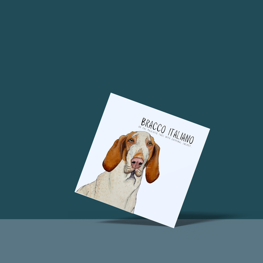 Bracco Italiano Greeting Card – Majestic Face, Absolutely Up To Something