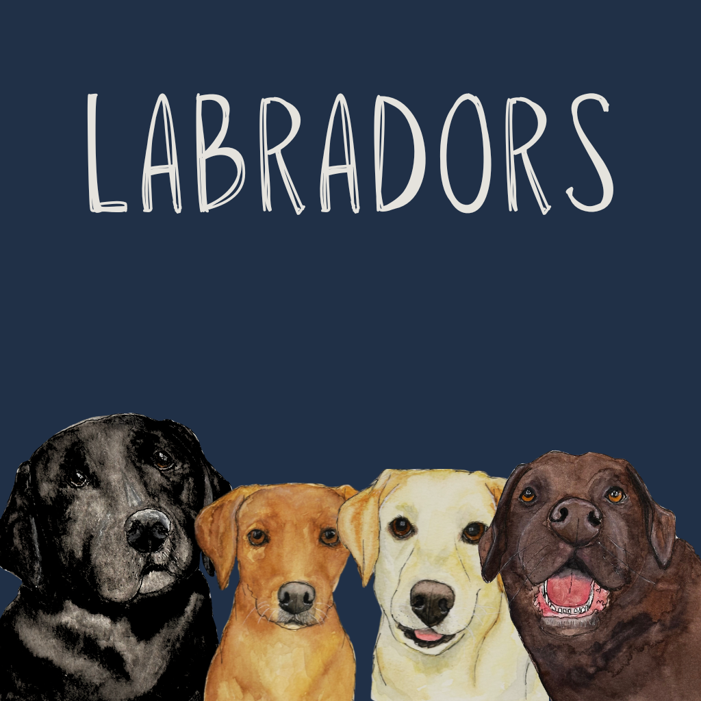 Labrador