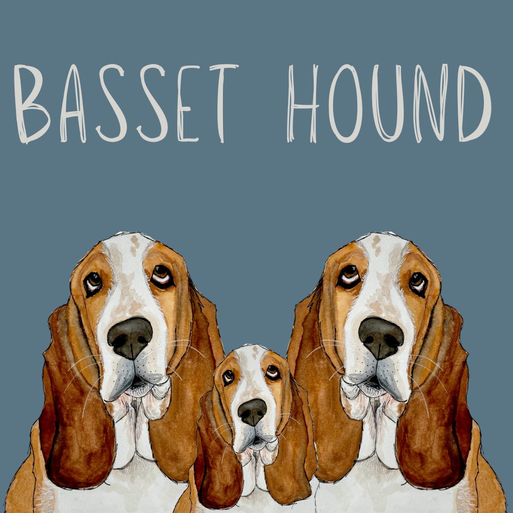 Basset Hound
