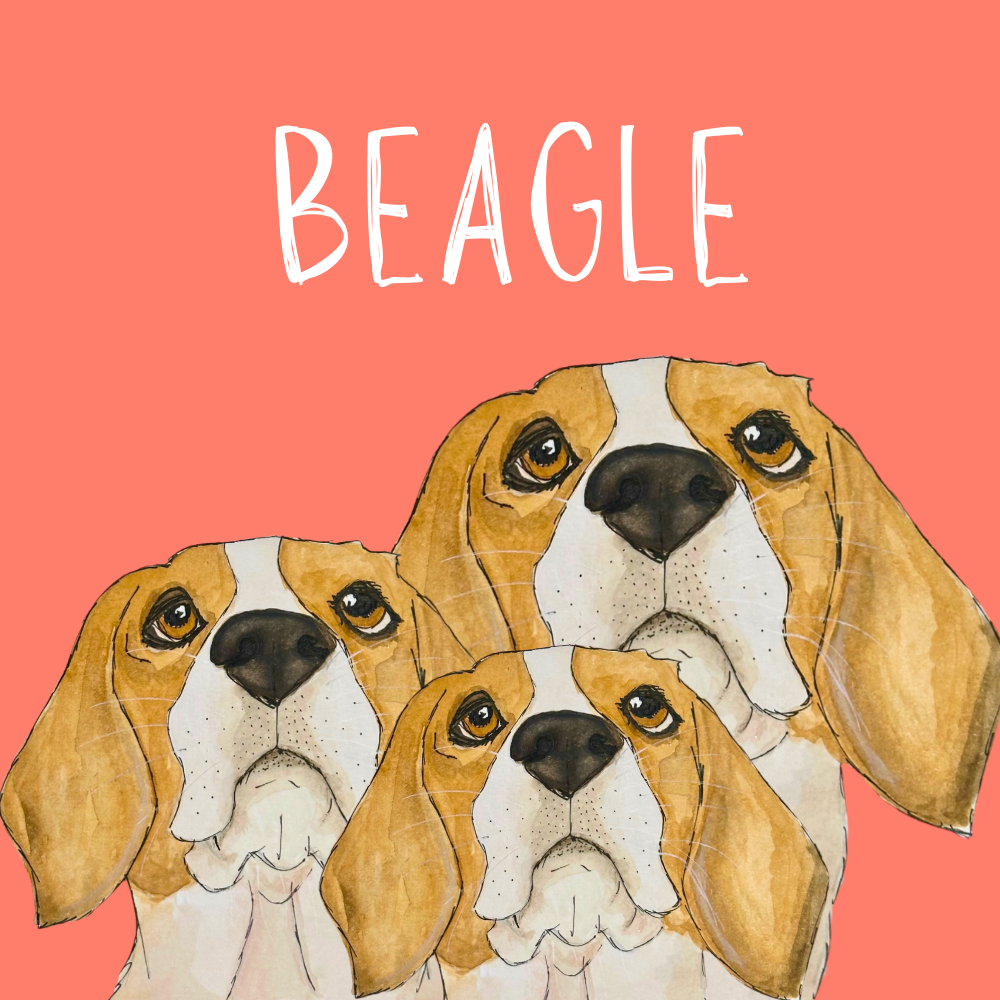 Beagle