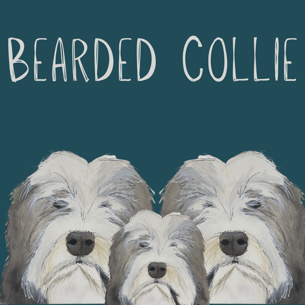 Bearded Collie