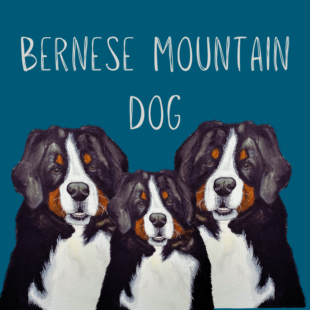 Bernese Mountain Dog