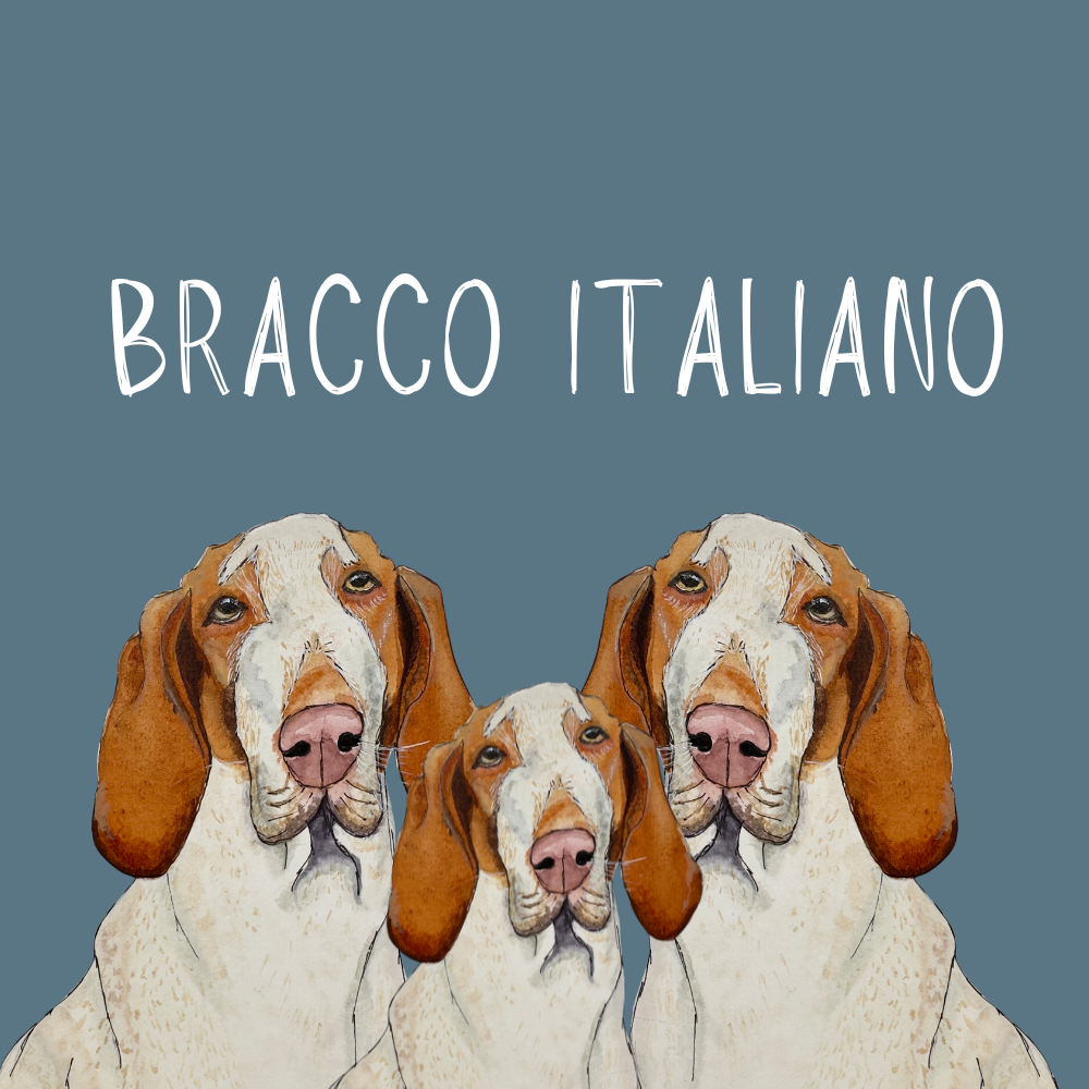 Bracco Italiano