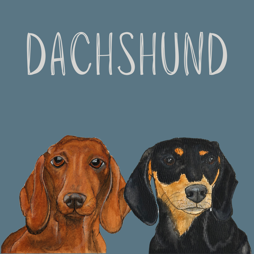 Dachshund