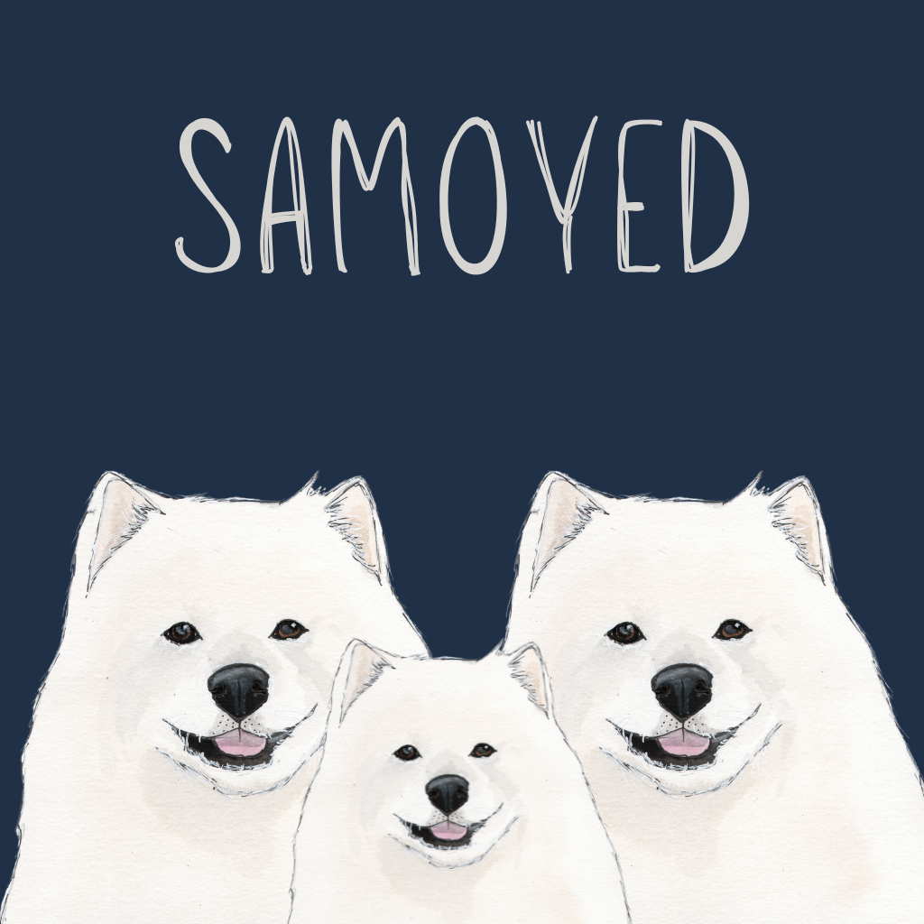 Samoyed