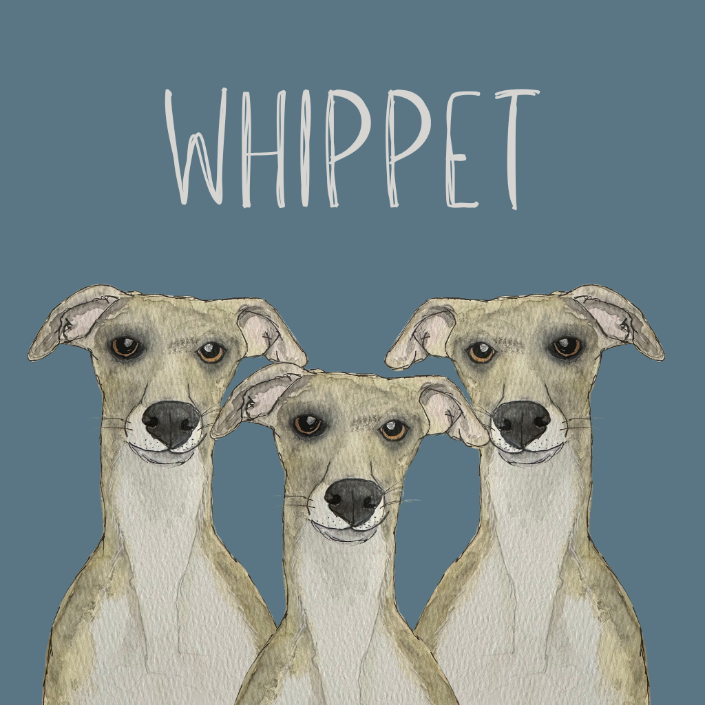 Whippet
