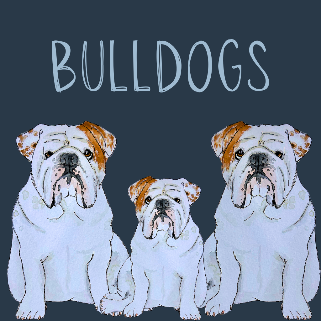 Bulldog