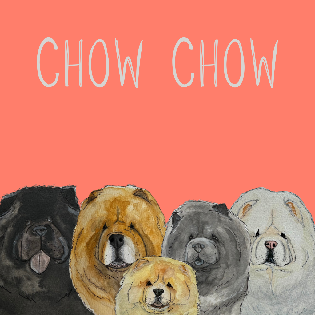 Chow Chow