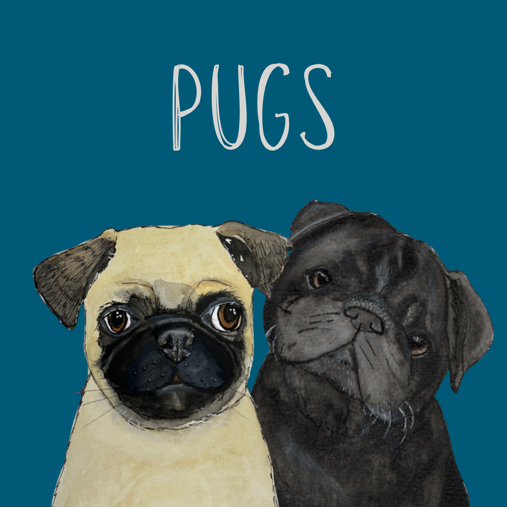 Pug