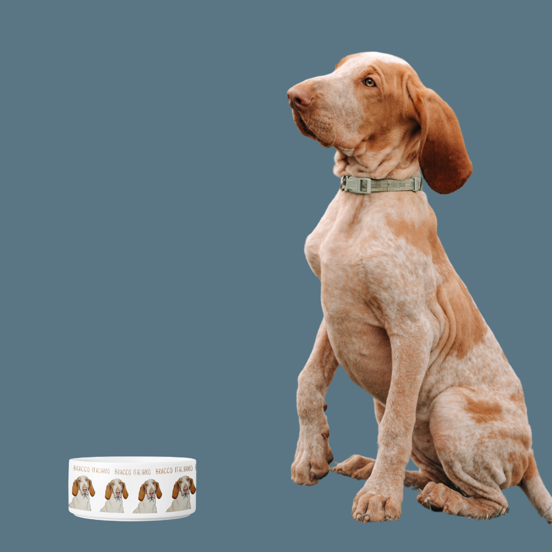 Bracco Italiano Ceramic Dog Bowl – Majestic Face with Criminal Energy Funny Pet Gift