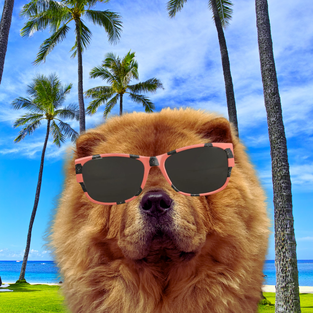 Bon Dog Coral Black Chow Sunglasses