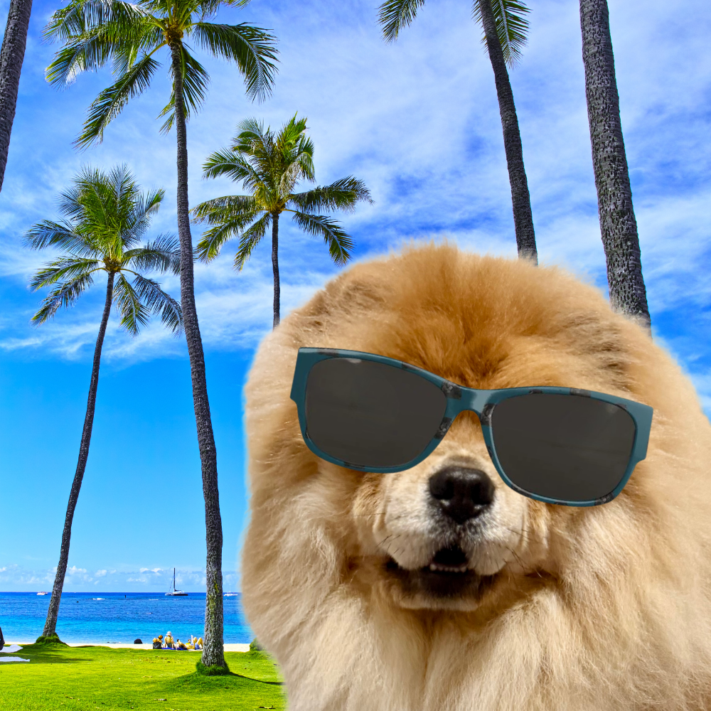 Bon Dog Teal Black Chow Sunglasses