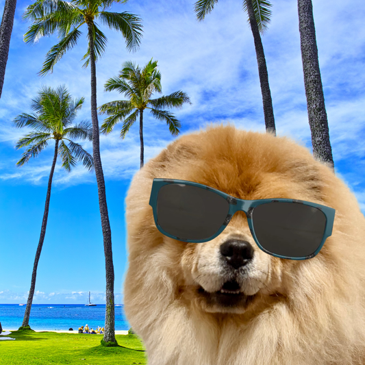 Bon Dog Teal Black Chow Sunglasses