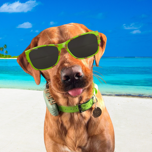 YOUR DOG on sunglasses