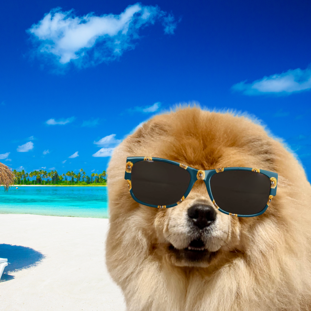 Bon Dog Teal Red Chow Sunglasses